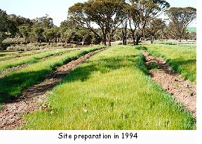 Site preparation in 1994