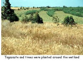 Tagasaste and trees were planted