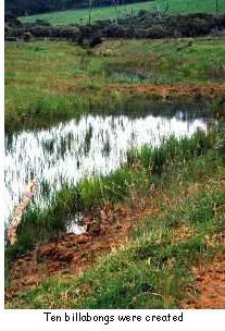 Ten 'billabongs' were created by the removal of soil for the levee bank