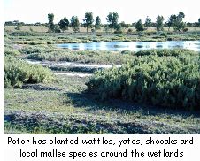 Peter has planted wattles, yates, sheoaks and local mallee species around the wetlands