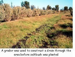 A grader was used to construct a drain through the area before saltbush was planted