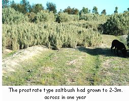 The prostrate type saltbush had grown to 2-3m across in one year