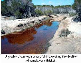 A grader drain was successful in arresting the decline of a melaleuca thicket