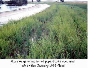 Massive germination of paperbarks occurred after the January 1999 flood