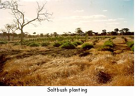 Saltbush planting