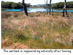 The wetland is regenerating naturally after fencing