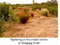 Replanting on the eroded section of Gaalgegup Creek