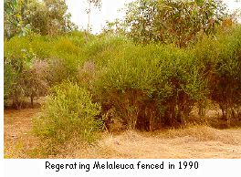 Regenerating Melaleuca fenced in 1990