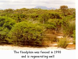 The floodplain was fenced in 1990 and is regenerating well