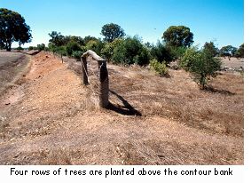 Four rows of trees are planted above the contour bank