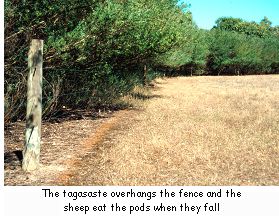 The tagasaste overhangs the fence and the sheep eat the pods when they fall