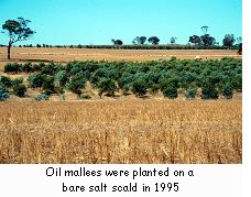 Oil mallees were planted on a bare salt scald in 1995