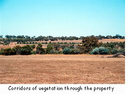 Corridors of vegetation