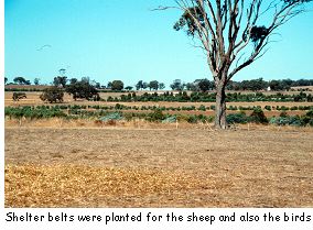 Shelter belts were planted for the sheep and also the birds