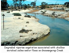 Degraded riparian vegetation associated with shallow enriched saline water flows on Gnowangerup Creek