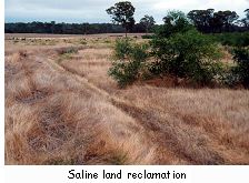 Saline land reclamation