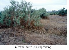 Grazed saltbush regrowing