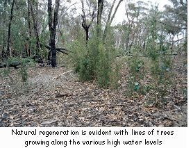 Natural regeneration is evident with lines of trees growing along the various high water levels