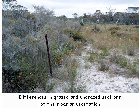 Differences in grazed and ungrazed sections of the riparian vegetation