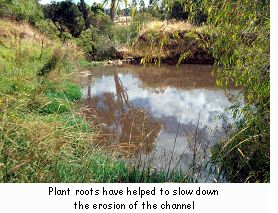 Plant roots have helped to slow down the erosion of the channel