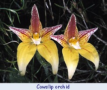 Cowslip orchid