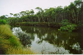 Young River view